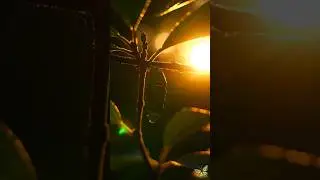 butterfly life cycle#timelapse