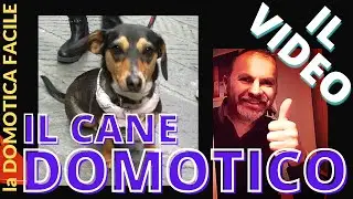 IL CANE DOMOTICO - SSD Backup - News Amazon e ALARMO. Tanti spunti per la domotica. Video della LIVE