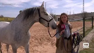 La yeguada 'Fern&aacute;ndez de la Vega' tiene nuevos habitantes | Ancha es Castilla-La Mancha