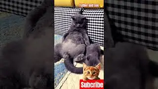 beauty cat Videos cute gray 🐈#shorts
