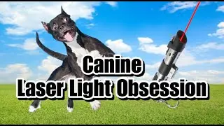 Dog Training Phoenix Stop Laser Light Obsession in Dogs: Guide to Desensitization