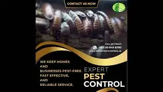 Say goodbye to pests with Expert Pest Control Dubai We keep home pests free Fast, effective