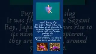 Purple Batwing Slug
