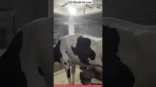 HF cow 32+ dudh ki Kisan k ghar Ghazipur me #cow #farming #dairyfarm #viral #video #animals 31, 1,26