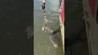 Bully the American crocodile jumping out of the water #goated #crocodile #nature