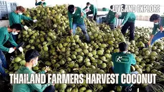 AMAZING, THAI FARMERS HARVEST AND EXPORT FRESH COCONUTS IN LARGE QUANTITIES.
