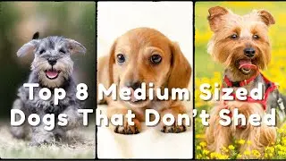🐶 Top 8 Medium-Sized Dogs That Don&rsquo;t Shed | Best Hypoallergenic Dog Breeds 🐾