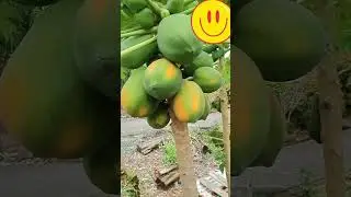 panen buah Betek  #panen #buah #betek