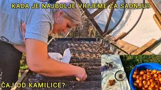 ŠTA SAM SVE POSIJALA U GREDICU I ZAŠTO NATOPIM SJEMENA U ČAJ OD KAMILICE?