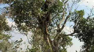 Laos: taking care of old tea garden