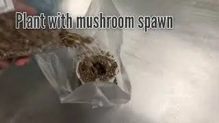 Oyster Mushroom TeePee Grow Kit