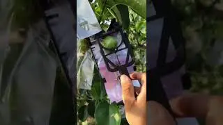 The world advanced fruit bagging technology.
