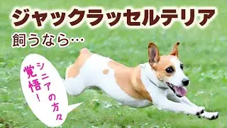 【ジャックラッセル 飼い方】比較的寿命が長いジャックラッセルテリアの性格と飼い方