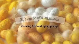 Life cycle of a silkworm - From the egg to an adult moth | Silk production, Bombyx mori