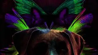 Linnea Dale & Of Norway: Pets teaser