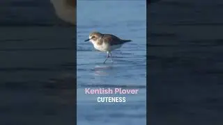 Kentish Plover      #birds #wildlife #nature