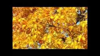 Yellow Autumn Oak Leaves