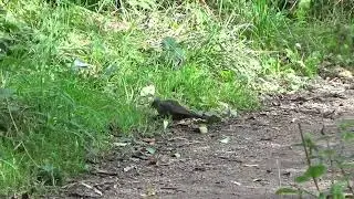 Blackbird UK Wildlife