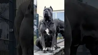 From Pups to Protectors! German Shepherd, Rottweiler & Cane Corso Grow Up! #animals #beforeandafter