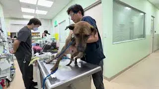 Mary&rsquo;s Doggies - Forbes Vet Checkup