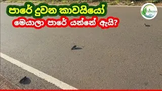 පා⁣රේ දුවන කාවයියෝ