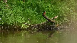 ijsvogel geuzenbos 17 08 2023