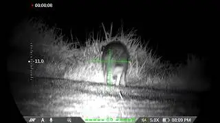 DNT TNC 335r Hare close with Night Vision and Thermal