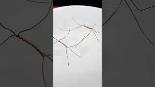 How insects float on water | water strider