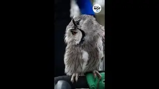 Antje fietst met haar uil Twirre op het stuur: 