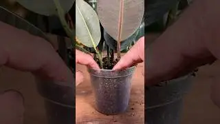 How I MIRACULOUSLY Propagate my Rubber Plant - Ficus Elastica