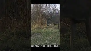 Deer Cam Photos Bucks Does Fox Raccoon Cat Rabbit. December 2025 Game Cam Trail Camera