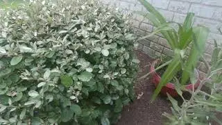 Rachels Garden