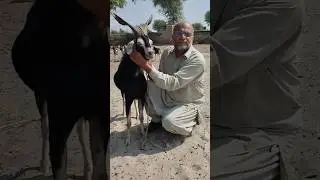 Tapri Goat Breed of Sindh | Black Tapri Goat | Local Goat Breed of Sindh | Tapri Bakri
