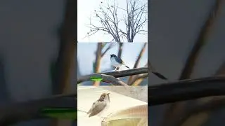 Animated shortfilm: House Sparrow | blender #blenderanimation#blender3d#sparrow#blender