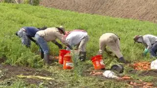 Cosecha de zanahoria | La Finca de Hoy