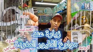 زيارة عند مصطفى مولوع الطيور المغردة #سوق_القريعة سوق_لعيون عشاق المغربات