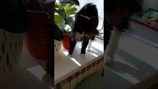Вже би на ньому лежала і спала, весь час😸 #cat #live #милота #funnycats