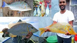 Lagoon Fishing in the East Coast of Mauritius Episode 6