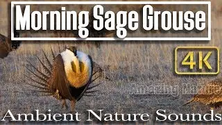 4K - 1 HR -  of Sage Grouse Lek Dancing - Soothing Sounds of Nature on the Prairie