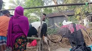 Ephemeral fever / ভাইরাস জ্বর গরুর চিকিৎসা  @Dr-SampadSarkar 