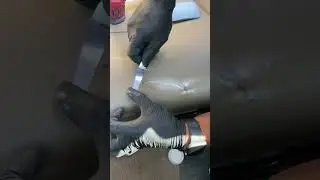Seat Rip Repair (Car Interior Repair)
