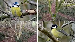 A Bird&rsquo;s-Eye View - Birds in a Winter Woodland
