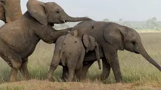 LIVE: Tusker: Brotherhood of Elephants Q&A