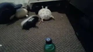 mtn dew citrus blast review