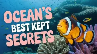 4K Relaxing Music | Beautiful Fish