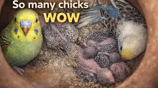 Budgies breeding Progress (Dec 21 ) #budgies #breeding 