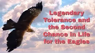 Eagles Mentality that Helps Them Live Longer and Get Second Adulthood