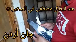 حمام زاجل في المغرب 🇲🇦 طوب مستوى عالي 😱 في مدينة الصخيرات تبارك الله 🔥🔥