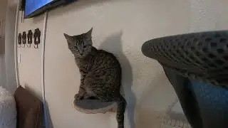 GoFundMe raises $5600 for kittens at The Alaska Cat Cafe in Wasilla