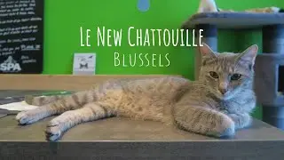 Le New Chattouille 🐈Cats Cafe in Brussels